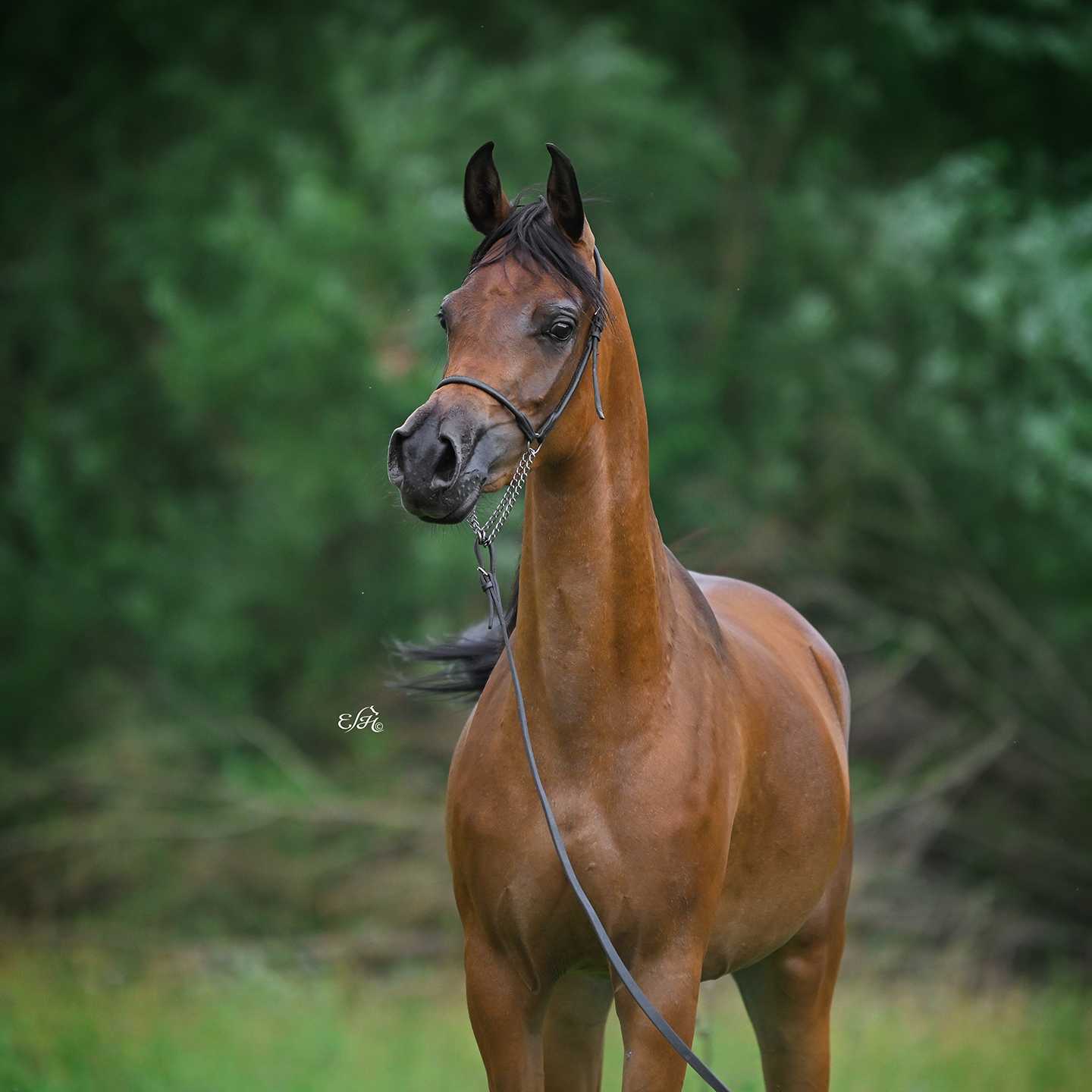 WENETZIA SKK — Mare · 4y